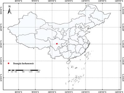 Youngia lushanensis, a new species of Asteraceae from Sichuan, China, inferred from morphology and nrITS phylogeny